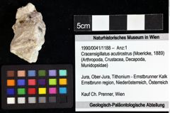 Foto (Objket + Etiketten) von Cracensigillatus acutirostrus (Moericke, 1889) 